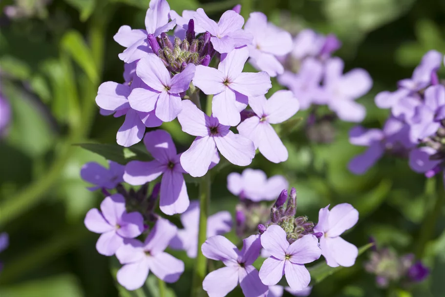 Hesperis matronalis