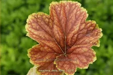 Heuchera 'Delta Dawn'