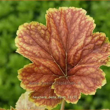 Heuchera 'Delta Dawn'
