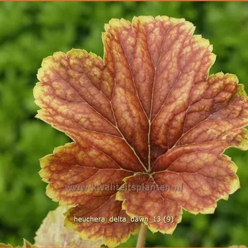 Heuchera 'Delta Dawn'