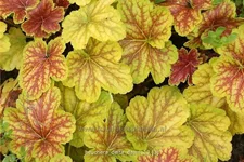 Heuchera 'Delta Dawn'