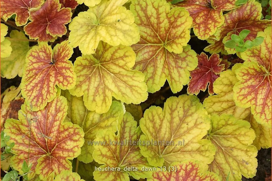 Heuchera 'Delta Dawn'