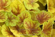Heuchera 'Delta Dawn'