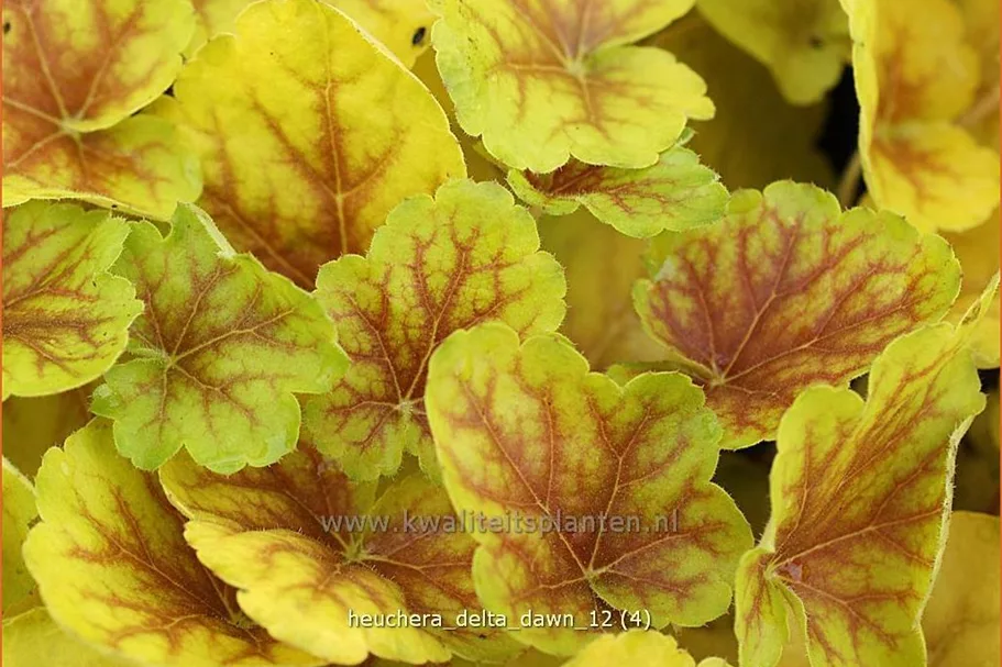 Heuchera 'Delta Dawn'