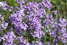 Hesperis matronalis