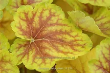 Heuchera 'Delta Dawn'