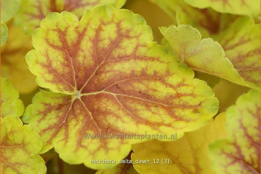 Heuchera 'Delta Dawn'