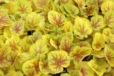 Heuchera 'Delta Dawn'