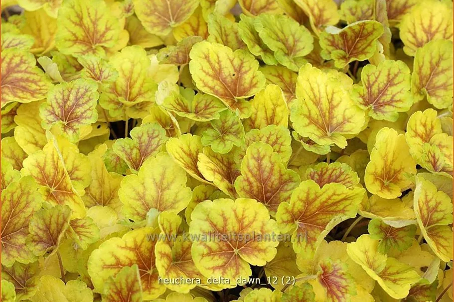Heuchera 'Delta Dawn'