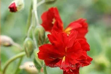 Helianthemum 'Amabile Plenum'