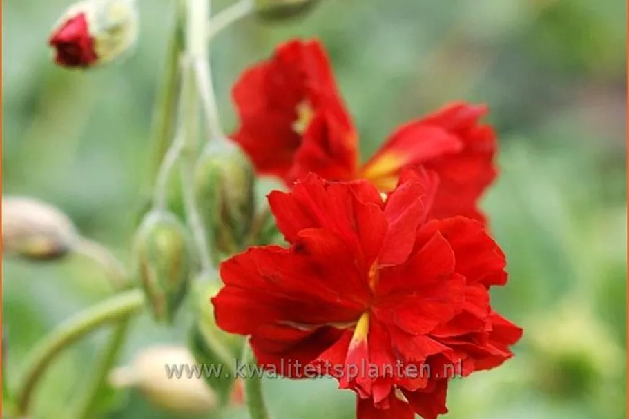 Helianthemum 'Amabile Plenum'