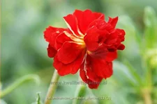 Helianthemum 'Amabile Plenum'