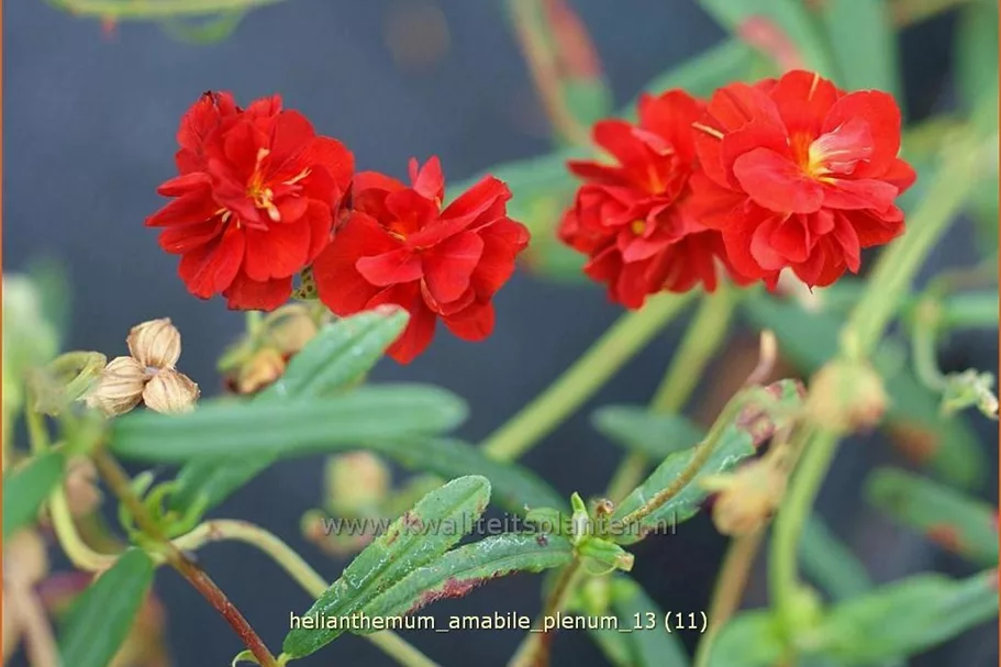 Helianthemum 'Amabile Plenum'