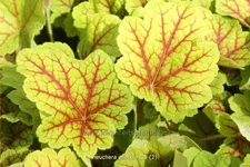 Heuchera villosa 'Electra'®