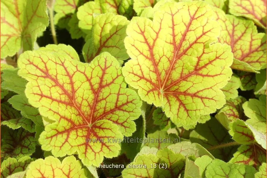Heuchera villosa 'Electra'®