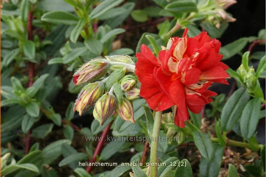Helianthemum 'Amabile Plenum'