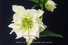 Helleborus orientalis 'Double Ellen White'