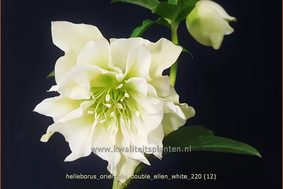 Helleborus orientalis 'Double Ellen White'