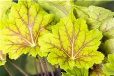 Heuchera villosa 'Electra'®