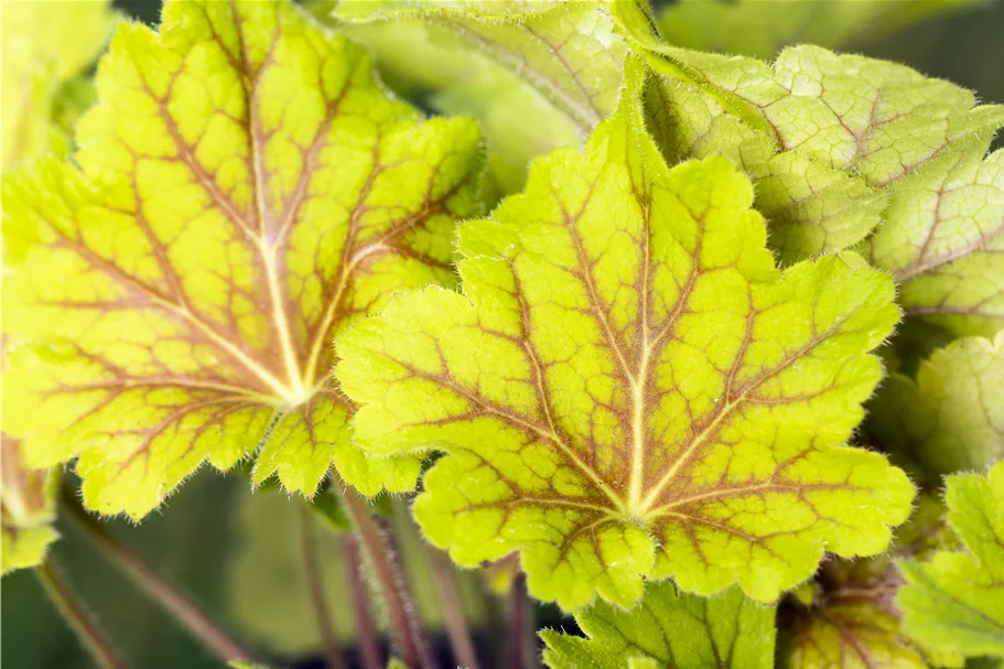 Heuchera villosa 'Electra'®