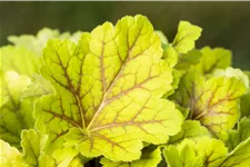Heuchera villosa 'Electra'®