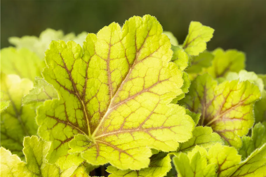 Heuchera villosa 'Electra'®