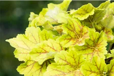 Heuchera villosa 'Electra'®