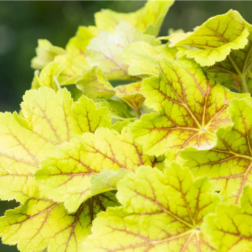 Heuchera villosa 'Electra'®