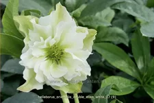 Helleborus orientalis 'Double Ellen White'