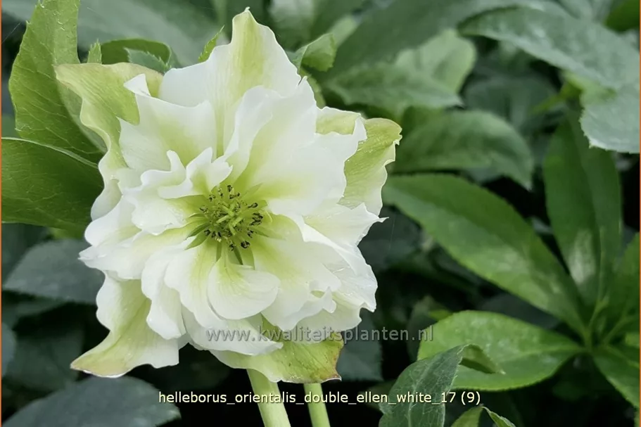 Helleborus orientalis 'Double Ellen White'