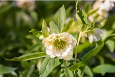 Helleborus orientalis 'Double Ellen White'