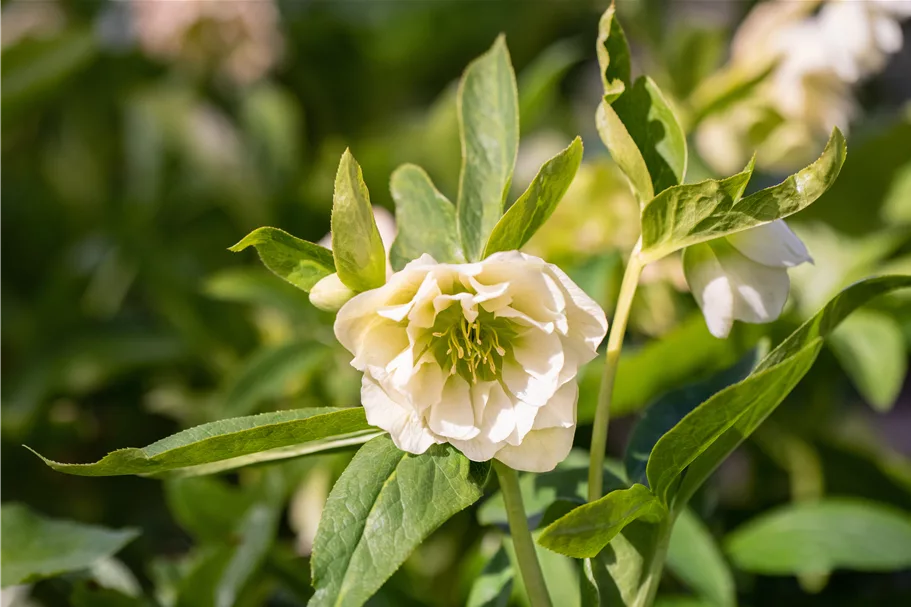 Helleborus orientalis 'Double Ellen White'
