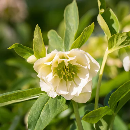 Helleborus orientalis 'Double Ellen White'