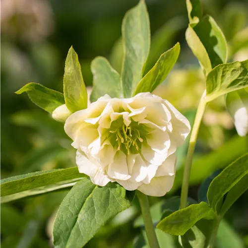 Helleborus orientalis 'Double Ellen White'