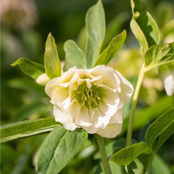 Helleborus orientalis 'Double Ellen White'