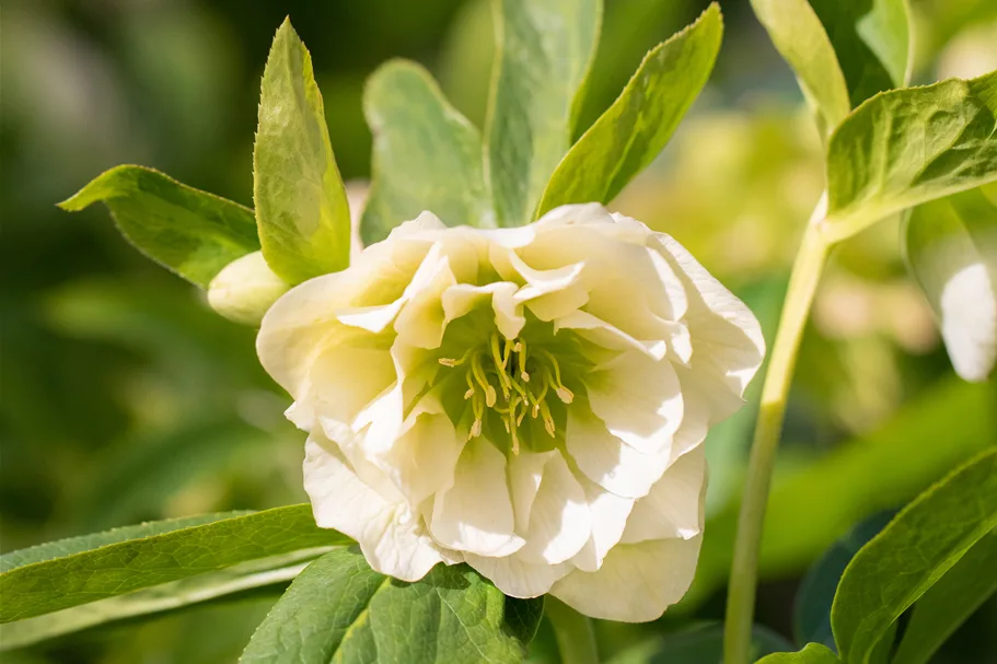 Helleborus orientalis 'Double Ellen White'