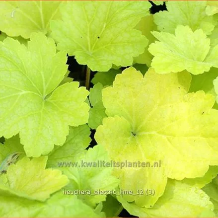 Heuchera 'Electric Lime'
