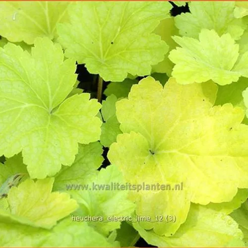 Heuchera 'Electric Lime'