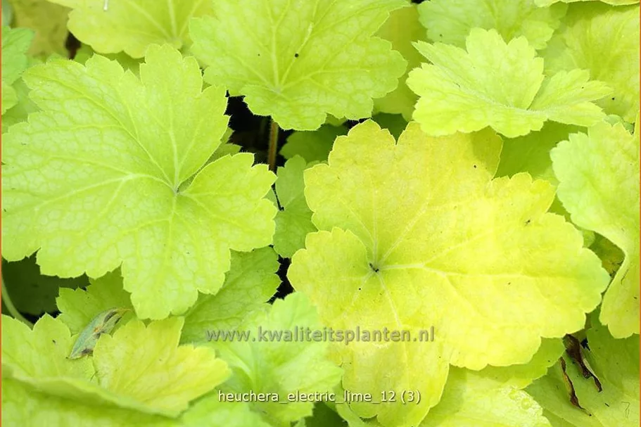 Heuchera 'Electric Lime'