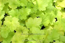 Heuchera 'Electric Lime'