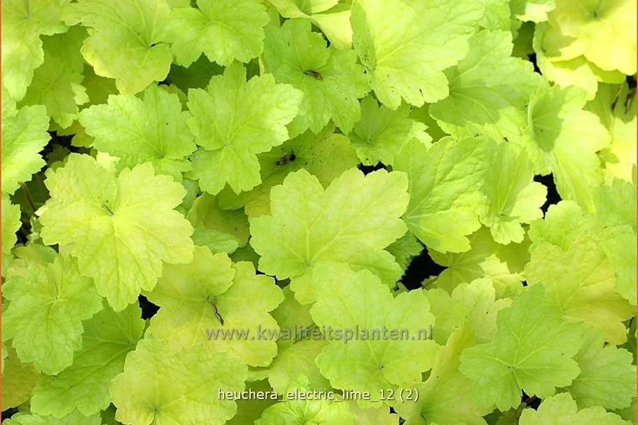 Heuchera 'Electric Lime'