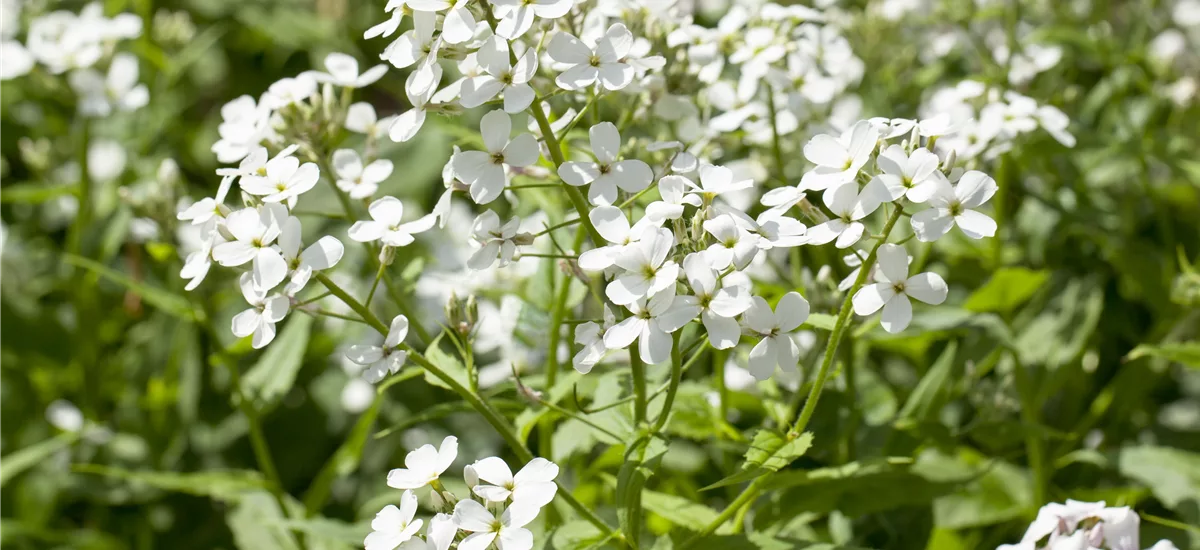 Hesperis matronalis 'Alba'