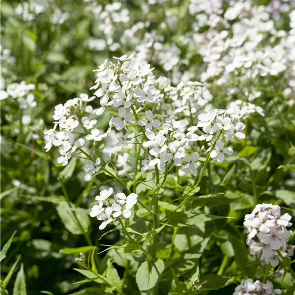 Hesperis matronalis 'Alba'