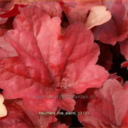 Heuchera micrantha 'Fire Alarm'