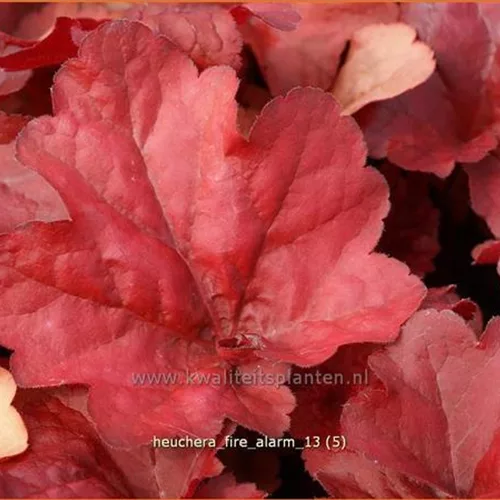 Heuchera micrantha 'Fire Alarm'