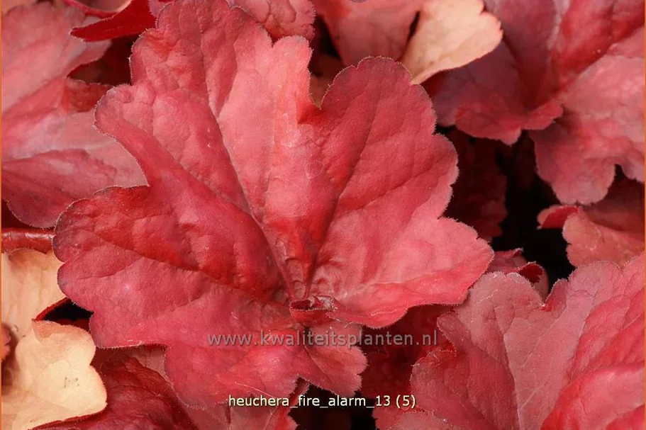 Heuchera micrantha 'Fire Alarm'