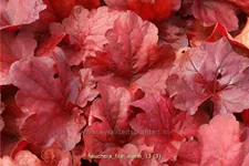 Heuchera micrantha 'Fire Alarm'