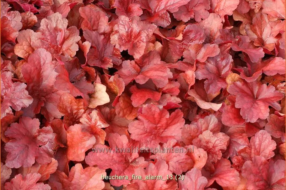 Heuchera micrantha 'Fire Alarm'