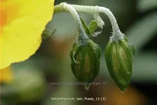 Helianthemum cultorum 'Ben Fhada'