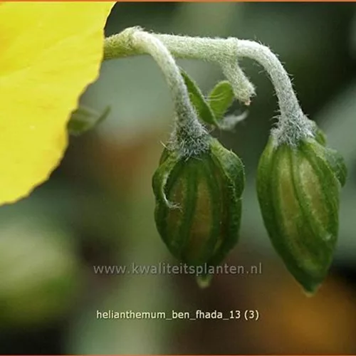 Helianthemum cultorum 'Ben Fhada'